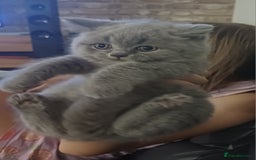 British Shorthair cats for sale: British Shorthair  - Image 33