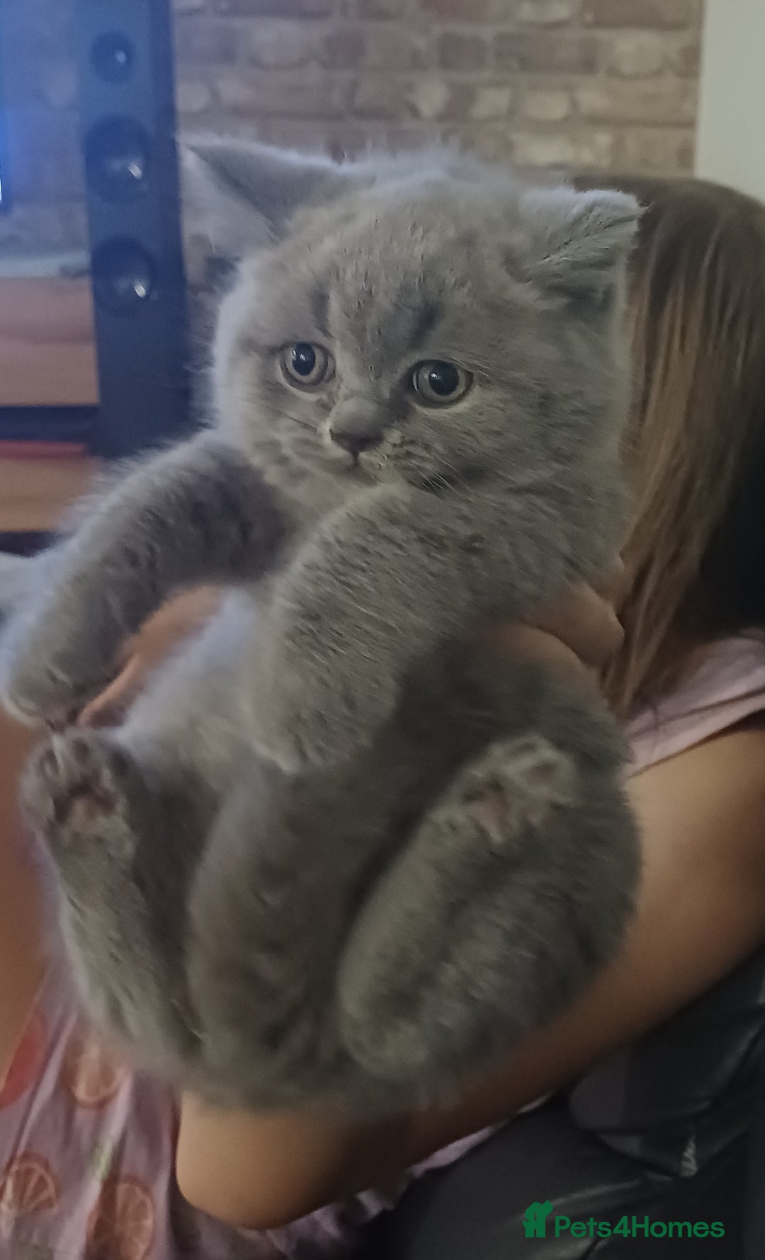 British Shorthair cats for sale: British Shorthair  - Image 33