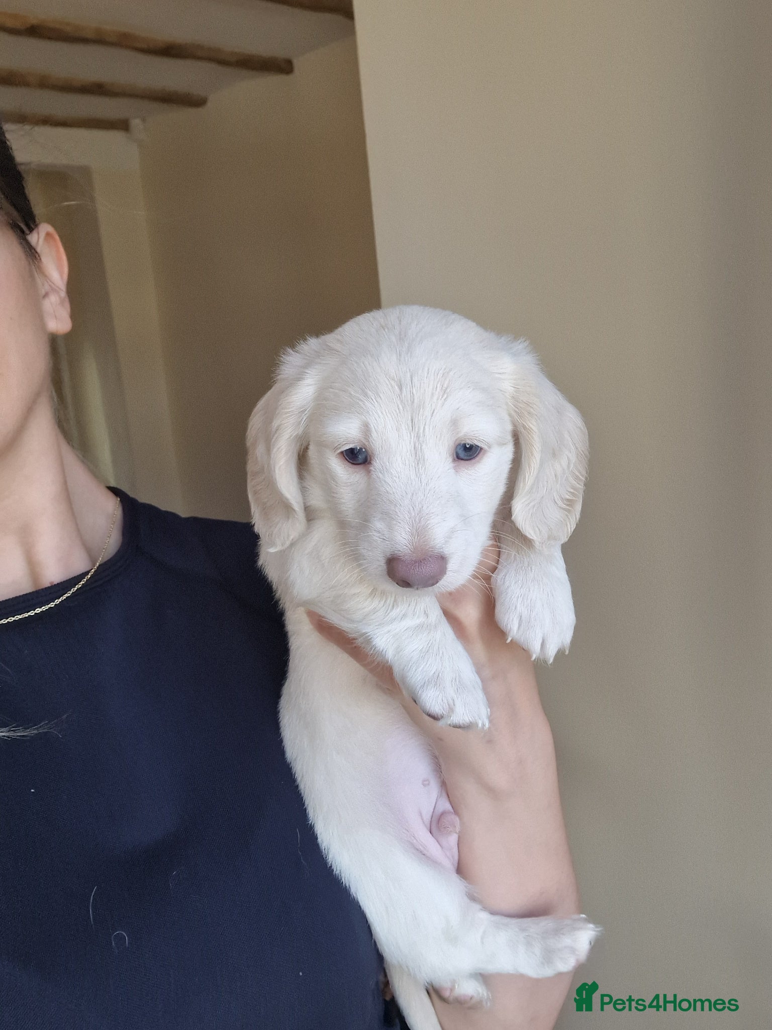 Miniature Dachshund dogs 🤍 1 cream boy left! £2500 KC LH miniature cream🤍 - Advert 2