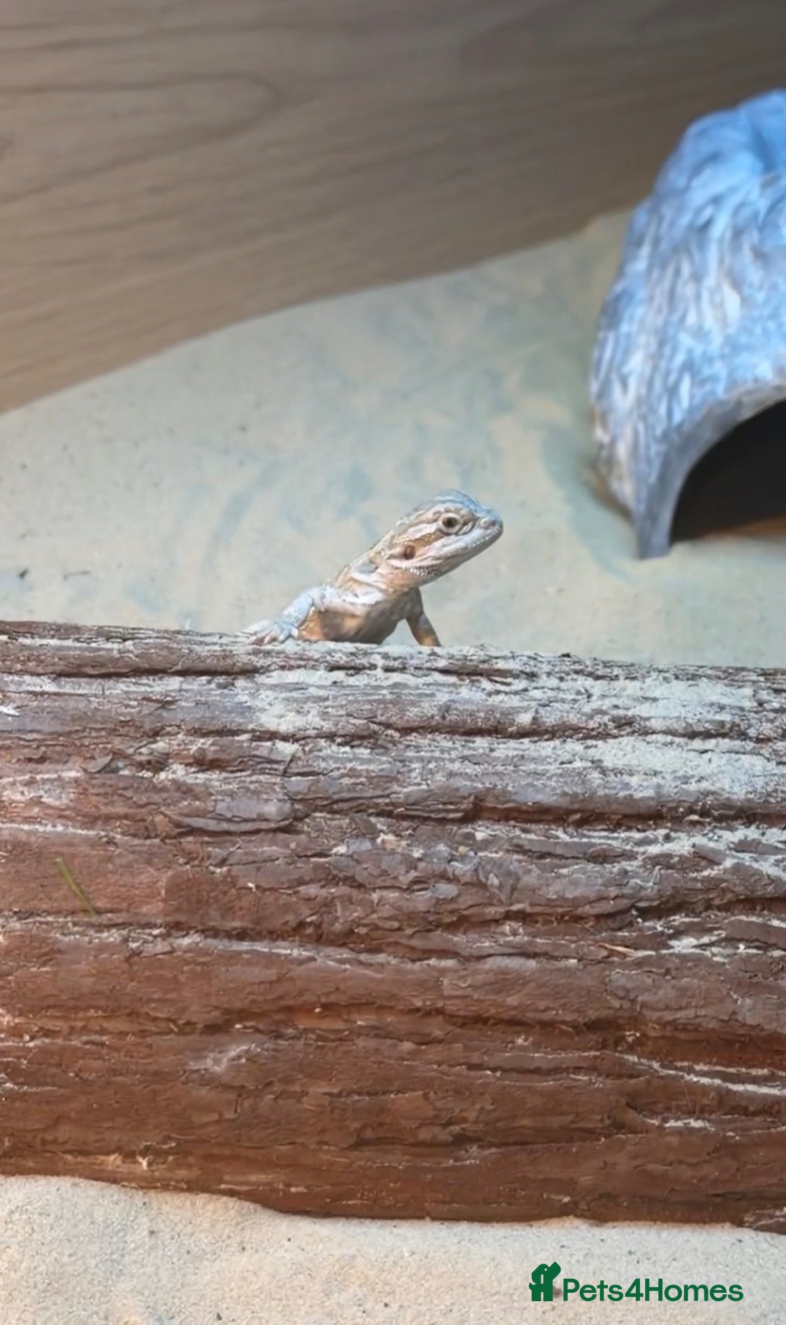 Bearded Dragon reptiles Bearded dragon + set up for rehoming 🩵 - Advert 1