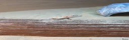 Bearded Dragon reptiles for sale: Bearded dragon + set up for rehoming 🩵 - Advert 1