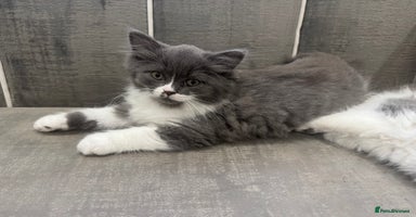 British Longhair cats - Advert 16