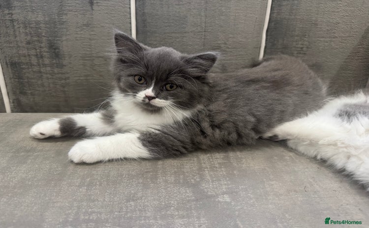 British Longhair cats - Advert 2