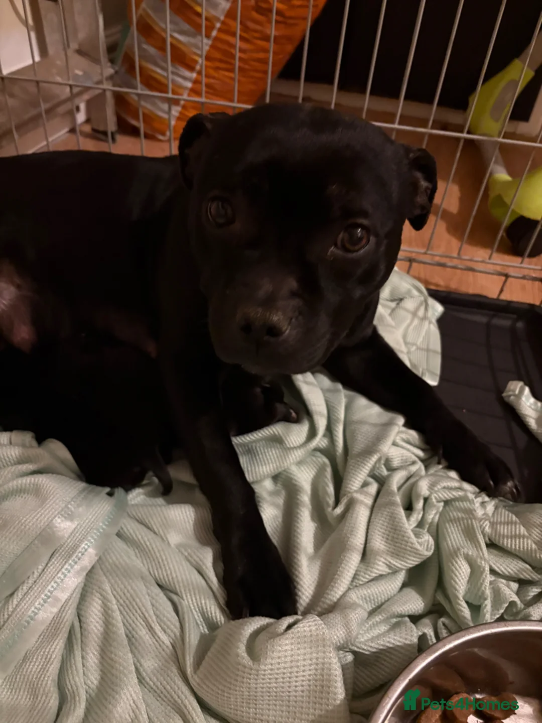 Staffordshire Bull Terrier dogs for sale: Beautiful Staffordshire bull terrier pups  - Advert 1