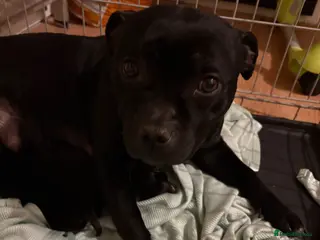 Staffordshire Bull Terrier dogs Beautiful Staffordshire bull terrier pups - Advert 9