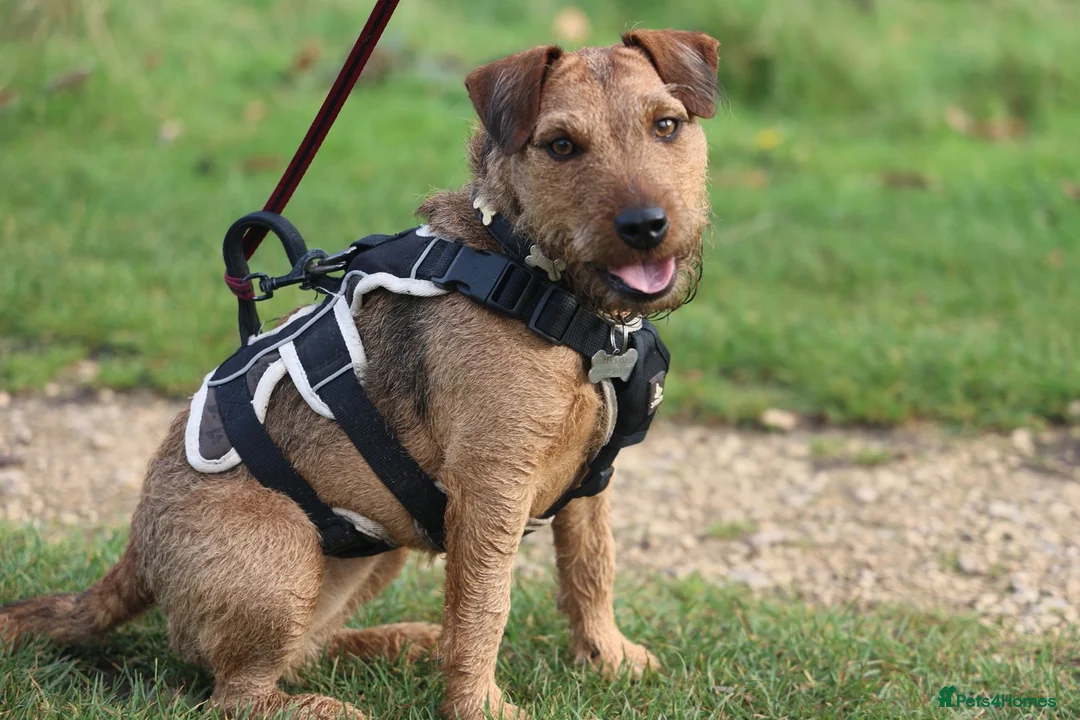 Mixed Breed dogs for sale: Patterdale cross lakeland - Advert 1