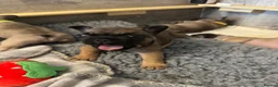 French Bulldog dogs for sale:  🐾 STUNNING KC REG FRENCH BULLDOG PUPPIES  in Livingston - Advert 6