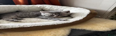 British Shorthair Kitten 2