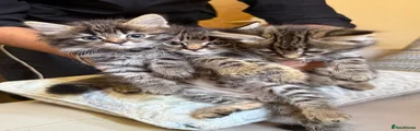 Domestic Shorthair 2
