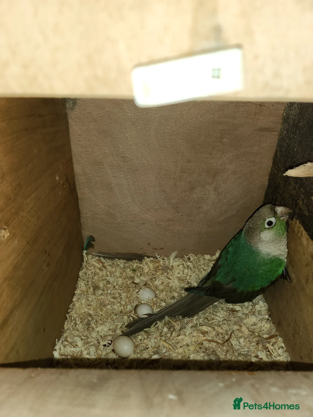 Conures birds for sale: Breeding pair conures - Advert 2