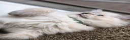 Ragdoll cats for sale: Stunning TICA-Registered Ragdoll Boys Ready Now  - Advert 10