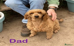 Sproodle dogs for sale: Stunning F1 Sproodle puppies  - Image 18