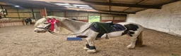 Irish Cob horses for sale: Bindi the unicorn - Advert 9