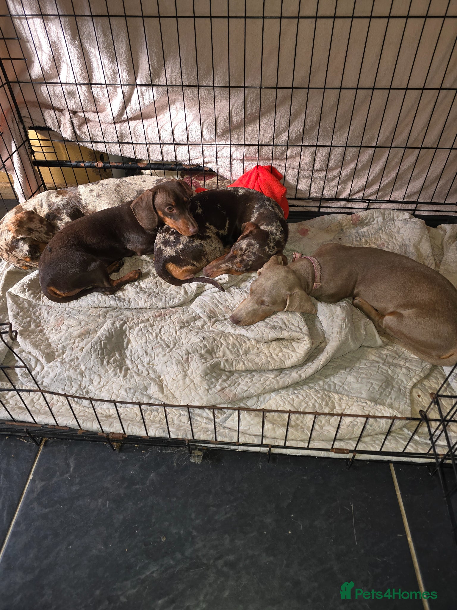 Dachshund dogs 4 miniture dachshund female for sale - Advert 1