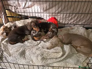 Dachshund dogs 4 miniture dachshund female for sale - Advert 2