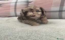 Cockapoo dogs for sale: f1b toy  stunning cockerpoos  - Image 7