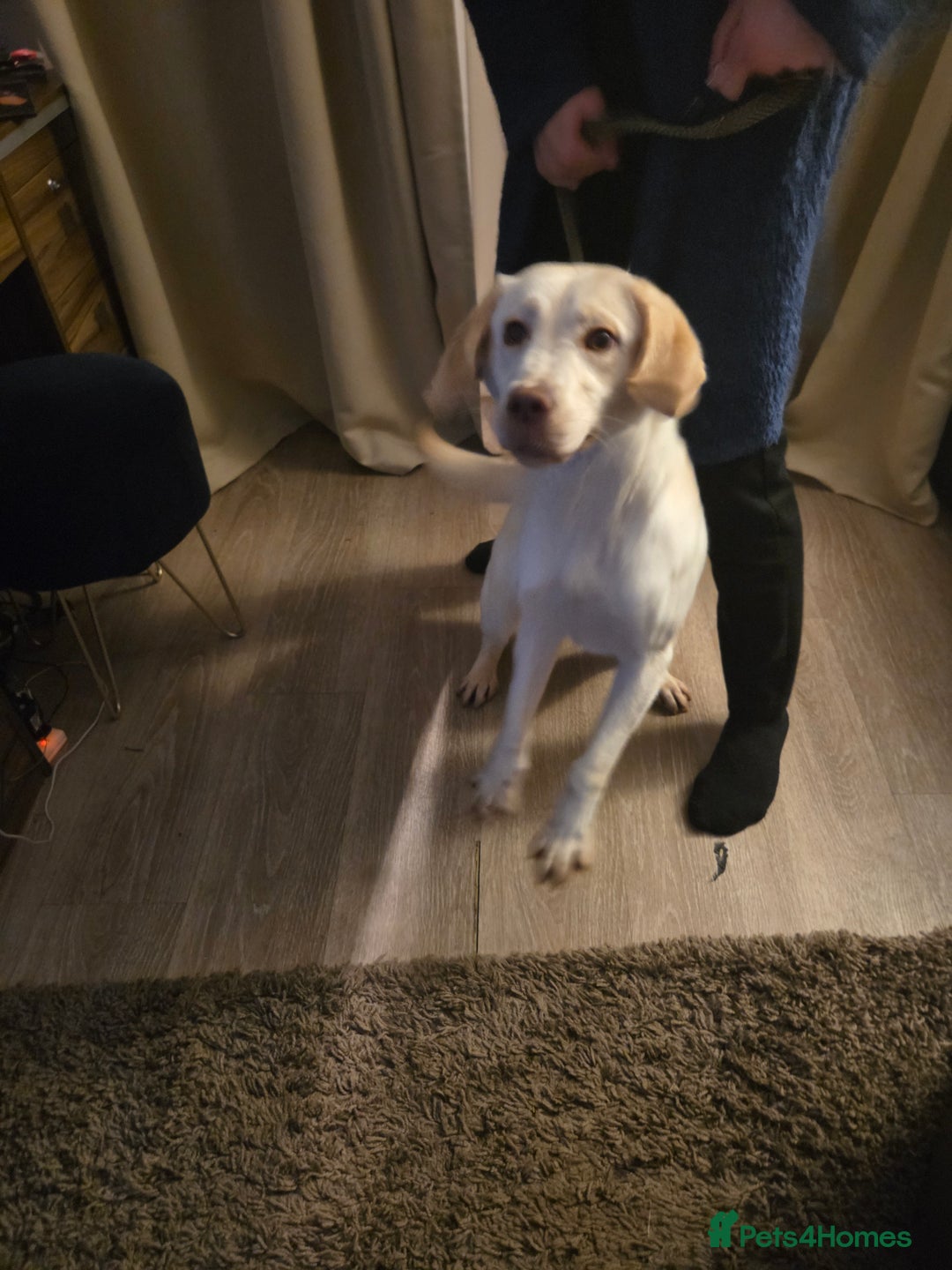 Labrador Retriever dogs for sale: Kc registered champagne labrador bitch - Advert 7