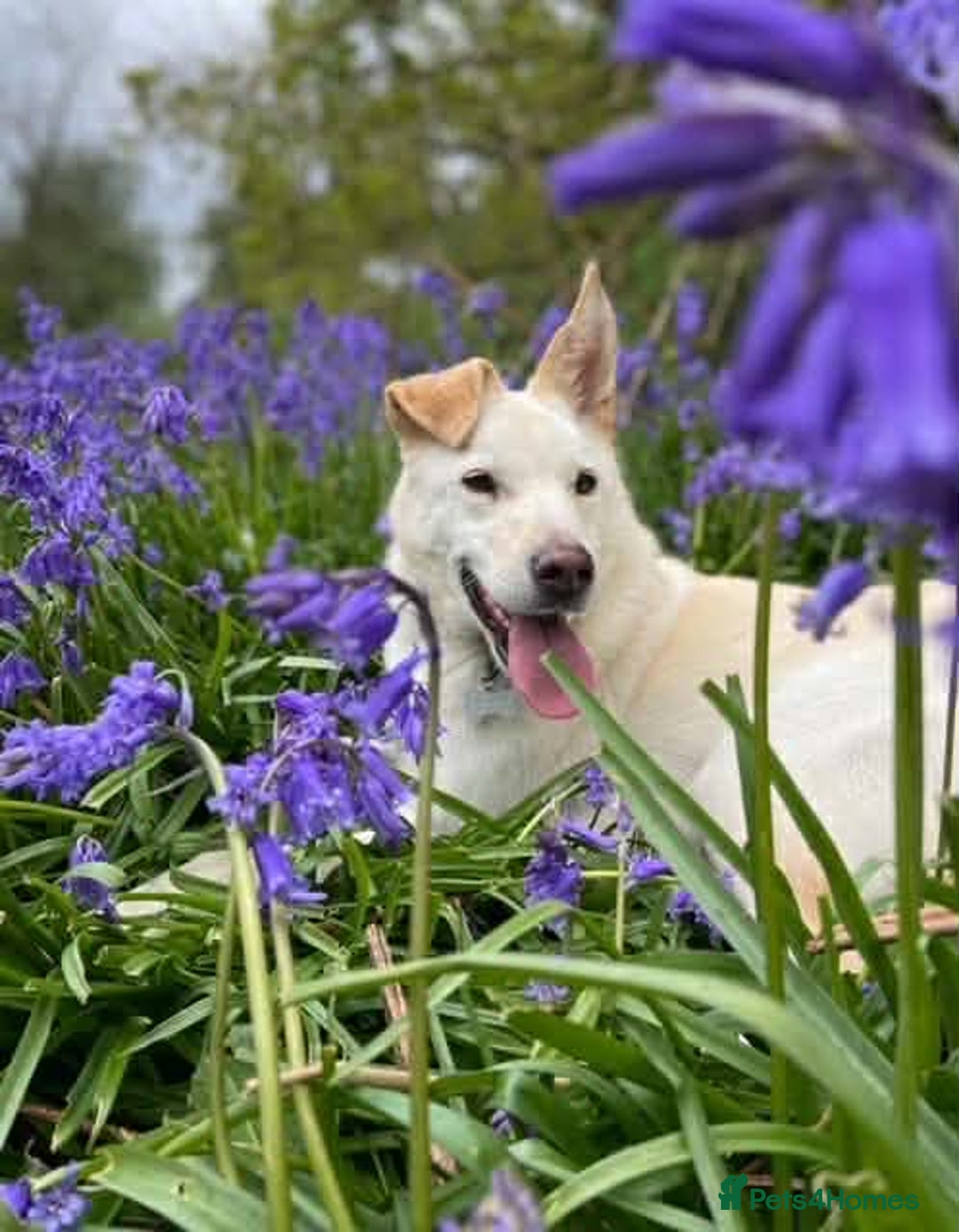 Mixed Breed dogs for adoption: SHILOH-happy girl/loving family dog/playful/social - Advert 2