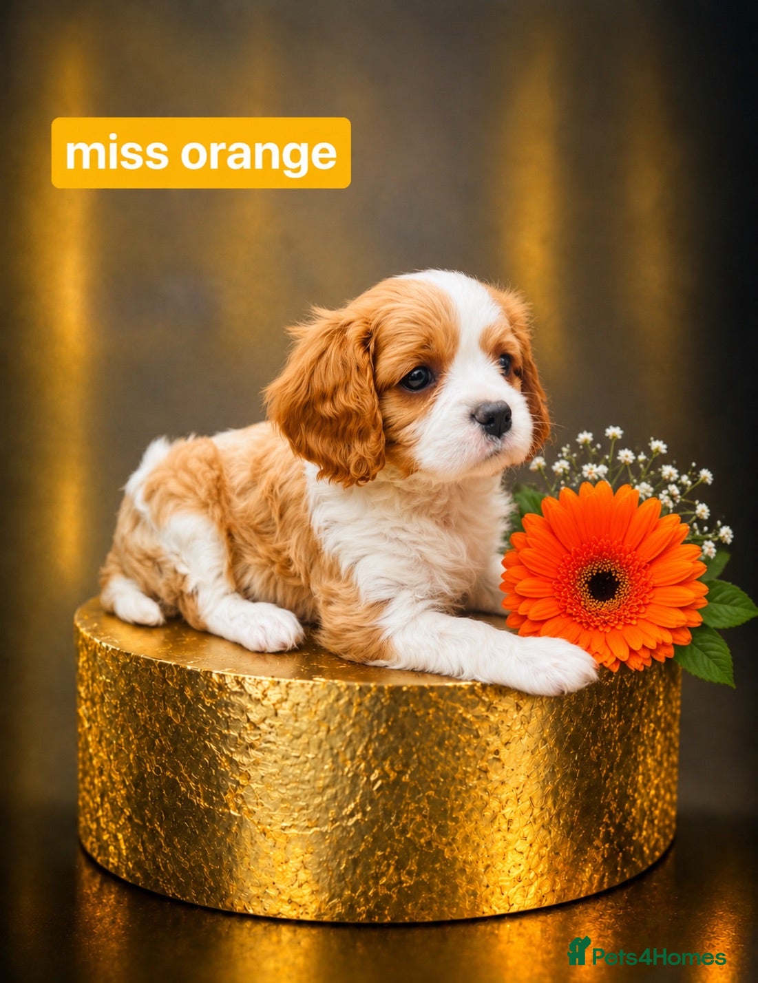 Cavalier King Charles Spaniel dogs KC REG  2  PUPPIES  LEFT ! HEREDITARY CLEAR  - Advert 1