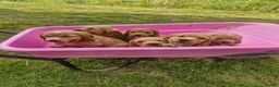 Cocker Spaniel dogs for sale: Golden Show type Cocker Spaniel puppies - Advert 2