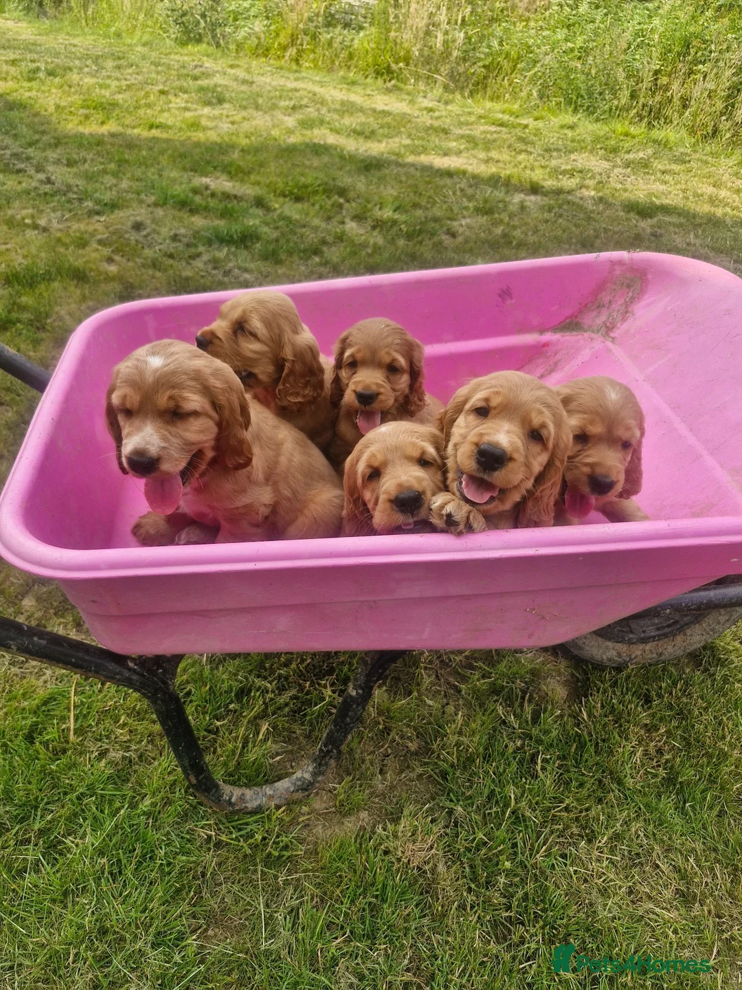 Cocker Spaniel dogs for sale: Golden Show type Cocker Spaniel puppies - Advert 2