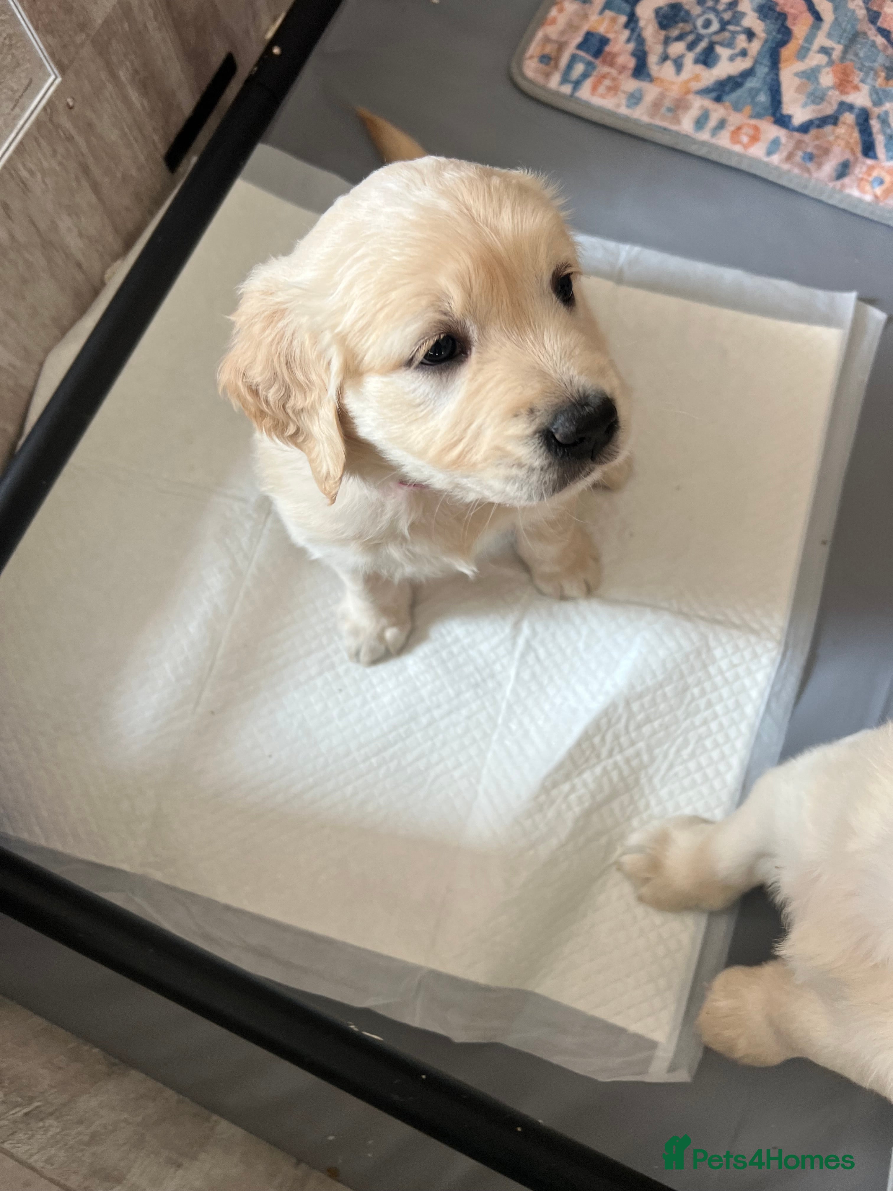 Golden Retriever dogs *Ready to go* Beautiful Golden Retriever Puppies  - Advert 15