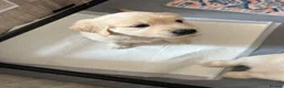 Golden Retriever dogs for sale: Beautiful Golden Retriever Puppies  - Advert 4