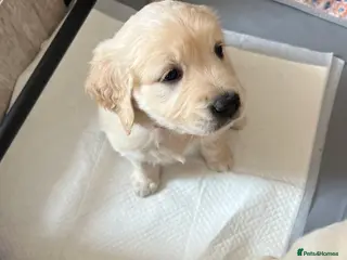 Golden Retriever dogs *Ready to go* Beautiful Golden Retriever Puppies - Advert 1