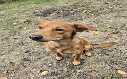 Mixed Breed dogs for adoption: 💙🐶 ARCHIE AND ARNY🐶💙 - Image 11