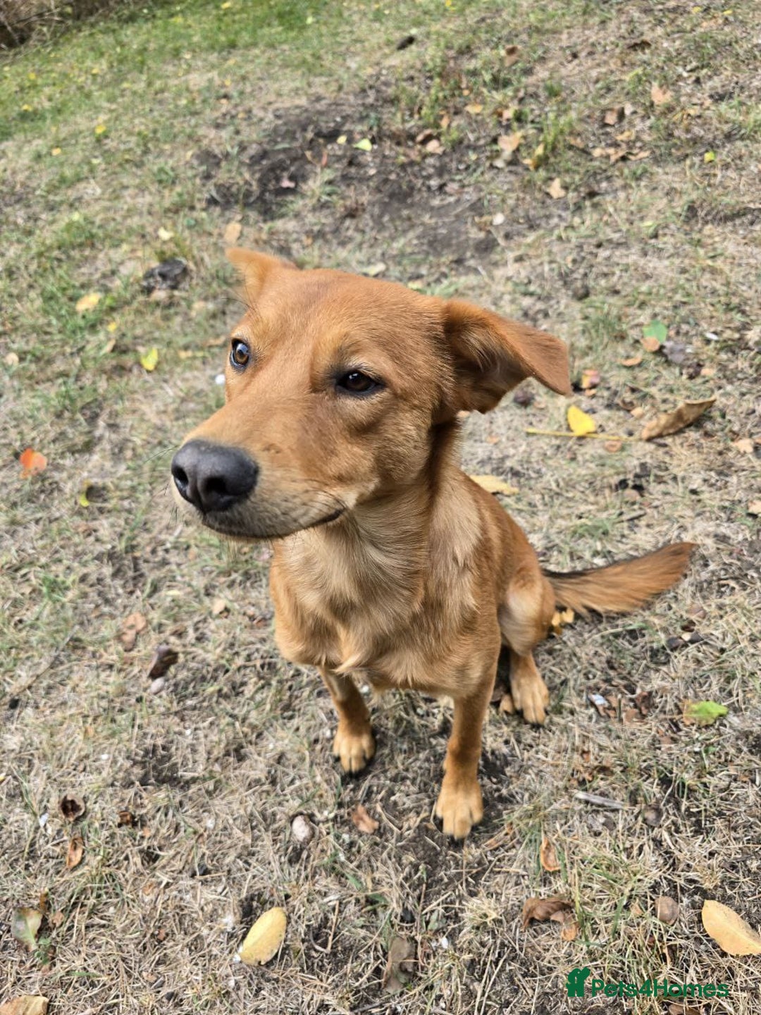 Mixed Breed dogs for adoption: 💙🐶 ARCHIE AND ARNY🐶💙 - Image 11