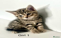 Bengal cats for sale: Gorgeous Bengal kittens ready on go 26th September - Image 2