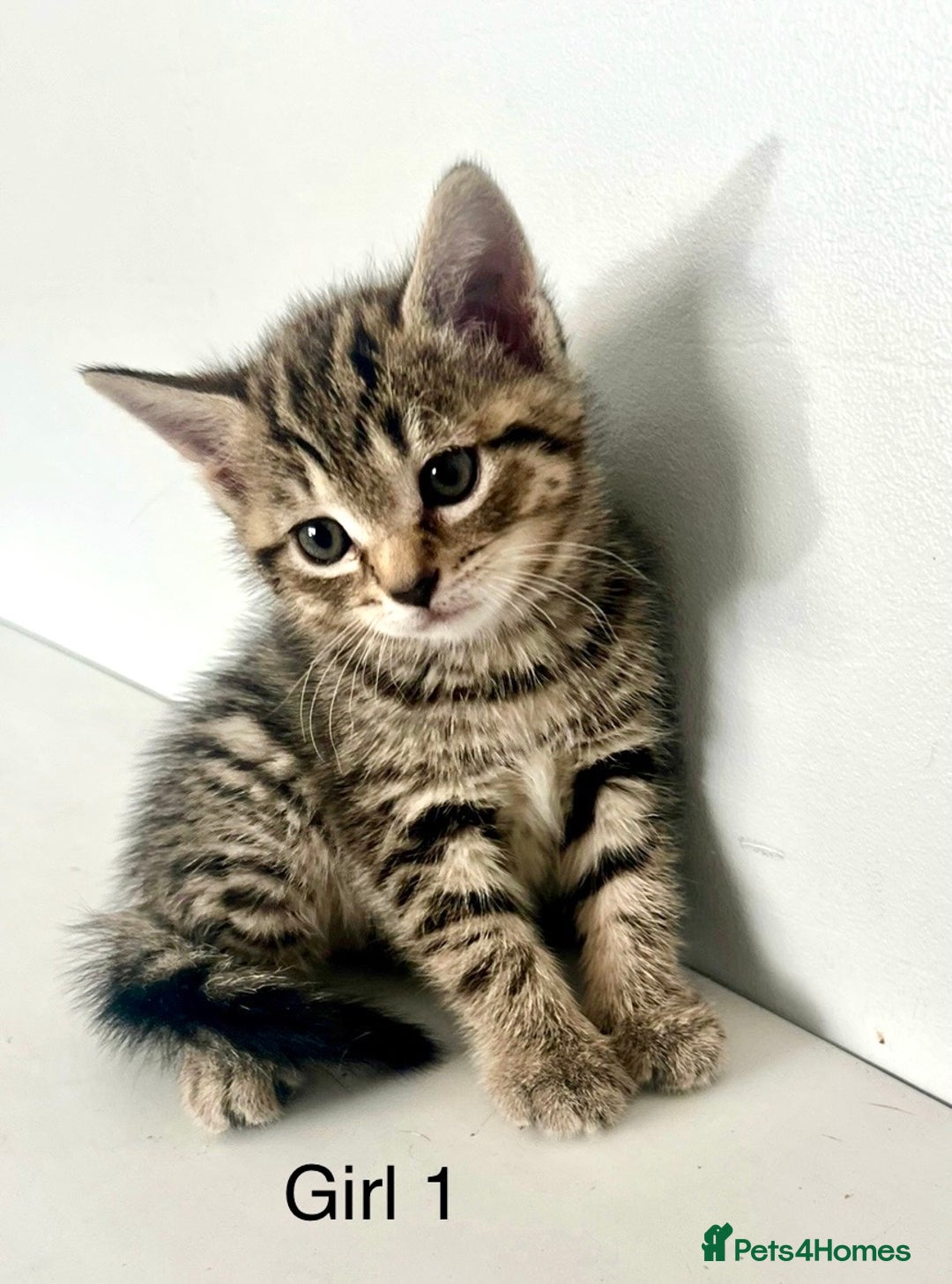 Bengal cats for sale: Gorgeous Bengal kittens ready on go 26th September - Image 2