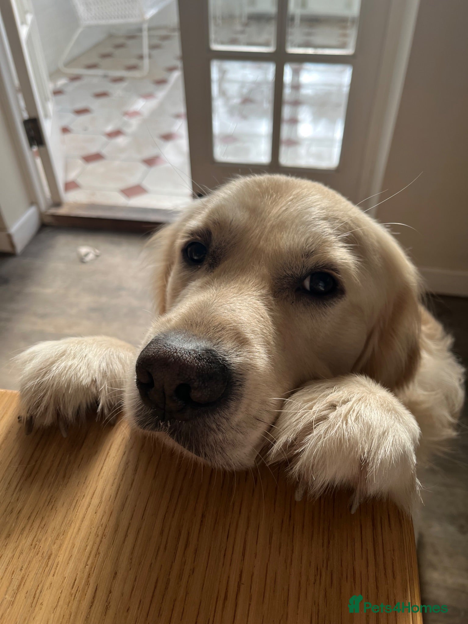 Golden Retriever dogs Meet Buddy! My best friend - Advert 1