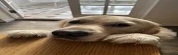 Golden Retriever dogs for sale: Meet Buddy! My best friend - Advert 1