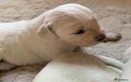 Golden Retriever dogs for sale: 1 BOY LEFT! Beautiful KC Golden Retriever Puppies! in Llanfyrnach - Image 12