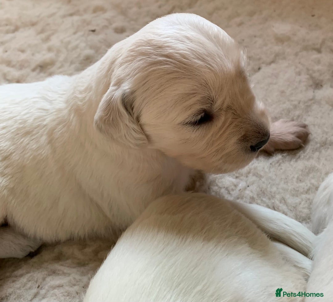 Golden Retriever dogs for sale: 1 BOY LEFT! Beautiful KC Golden Retriever Puppies! in Llanfyrnach - Image 12