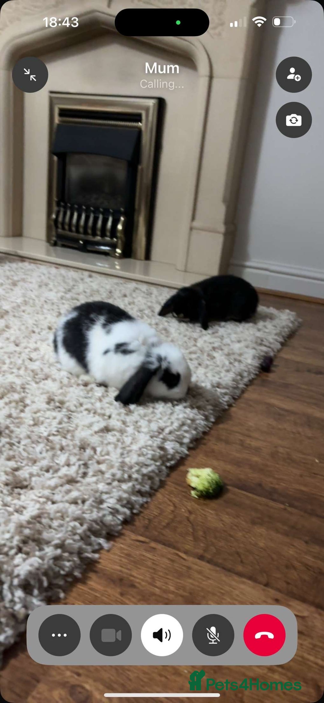 Mini Lop rabbits for sale: Male Mini Lop - 6 months old  - Image 4