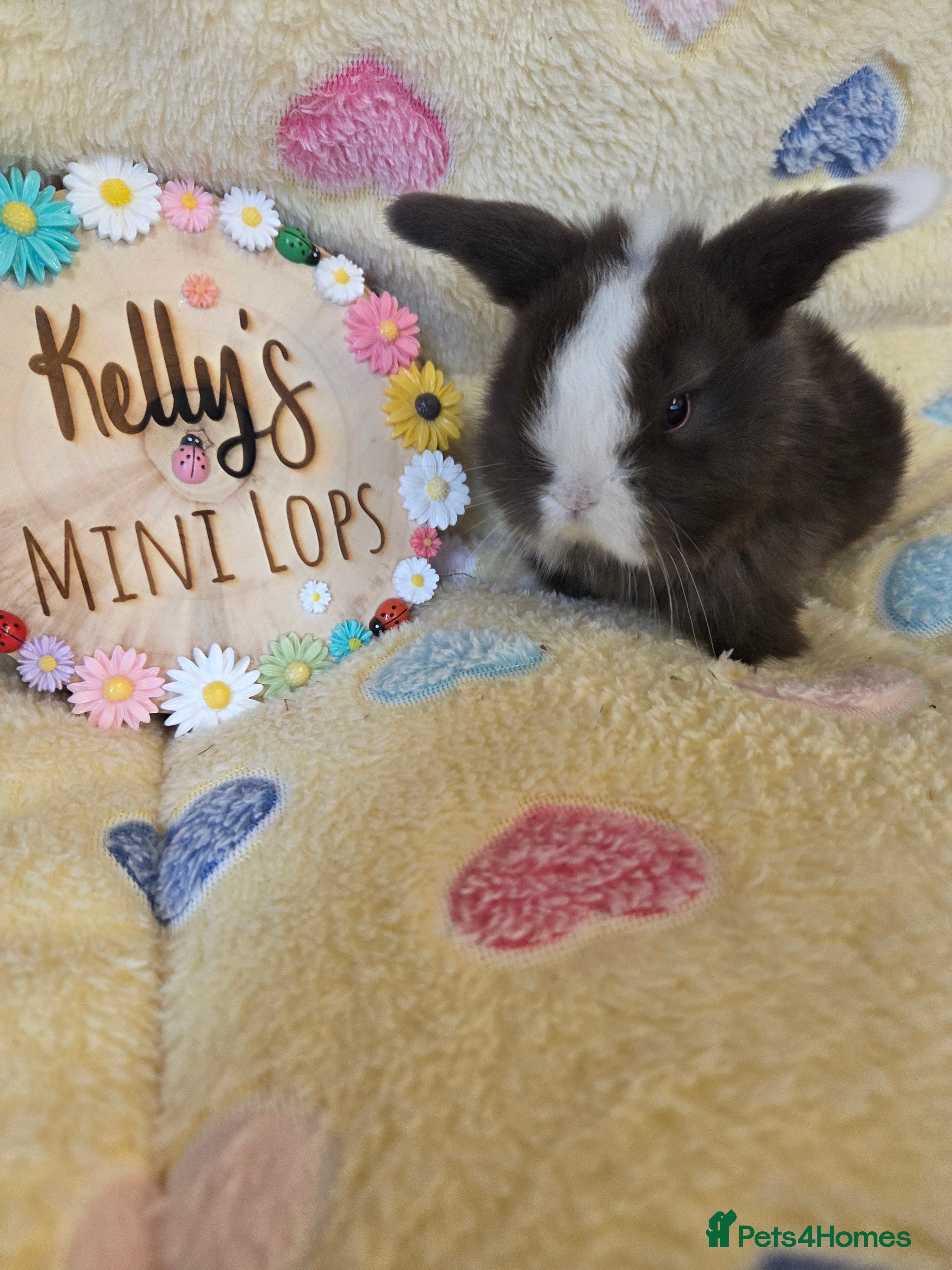 Mini Lop rabbits Purebred Mini Lop Bunnies 🐰 ❤️  - Advert 1