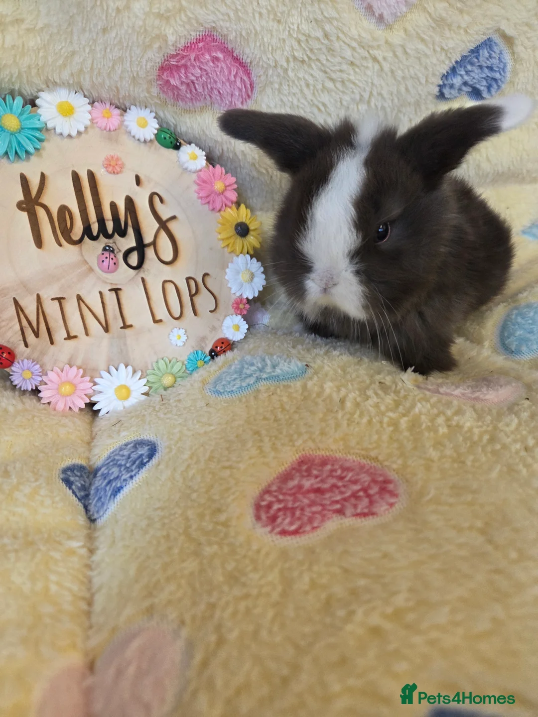 Mini Lop rabbits for sale: Purebred Mini Lop Bunnies  - Advert 1