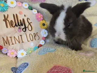 Mini Lop rabbits Purebred Mini Lop Bunnies 🐰 ❤️ - Advert 1