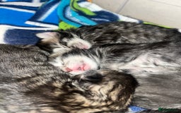 Maine Coon cats for sale: Maine coon cross  - Image 9