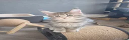 Maine Coon cats for sale: Beautiful purebred Main Coons kittens for sale  - Advert 14