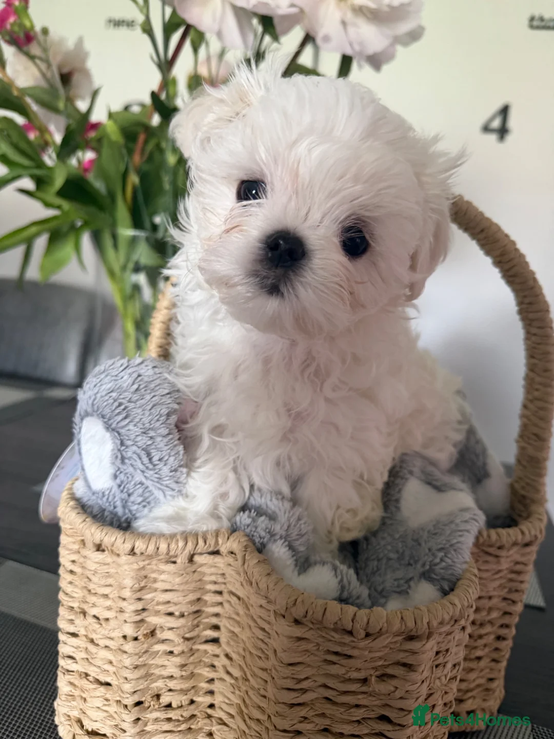 Maltese dogs for sale: Tiny KC Korean Maltese Puppies🩷🩵 - Advert 2