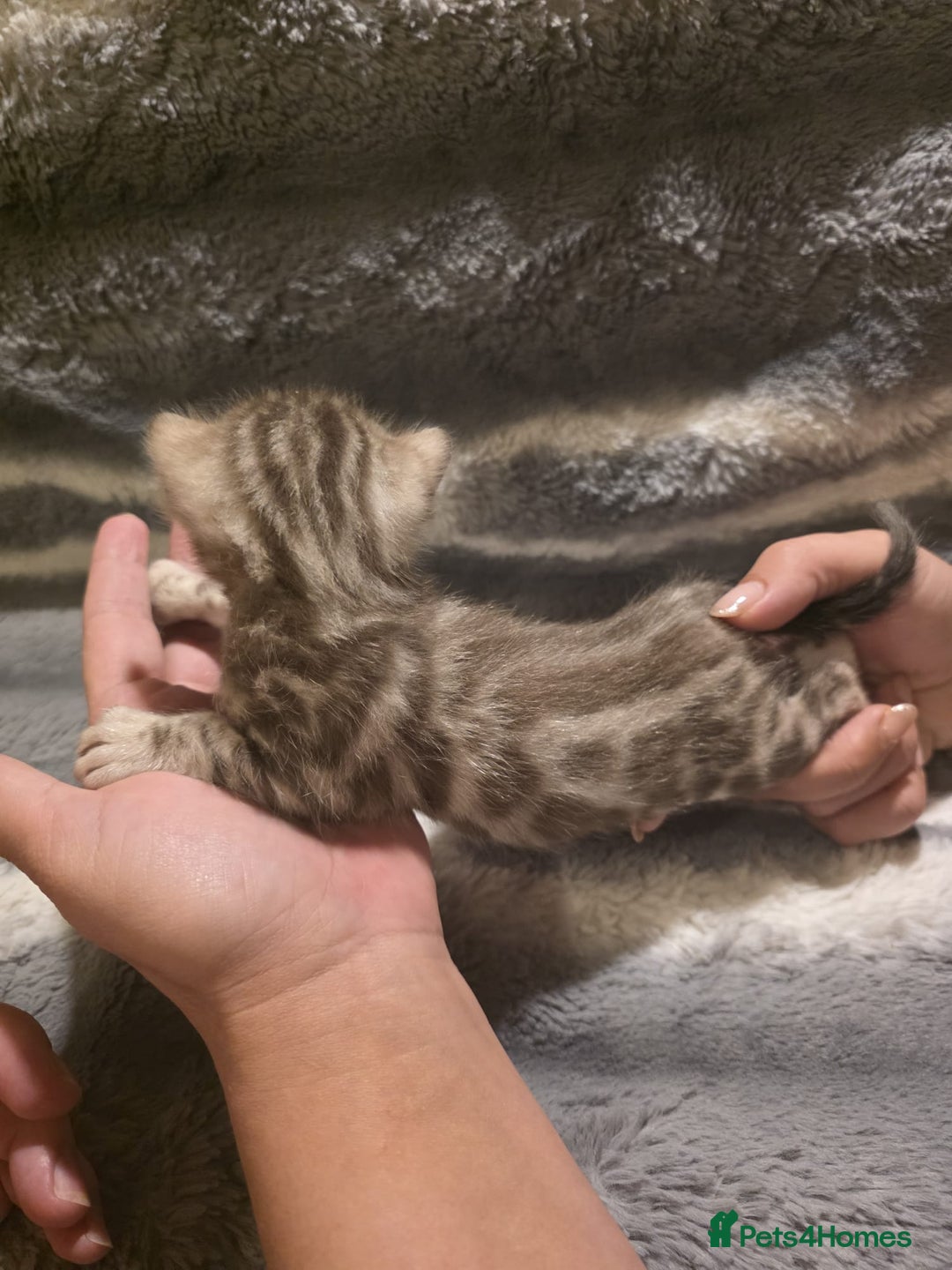 Bengal cats for sale: Rare Bengal babies - Image 35