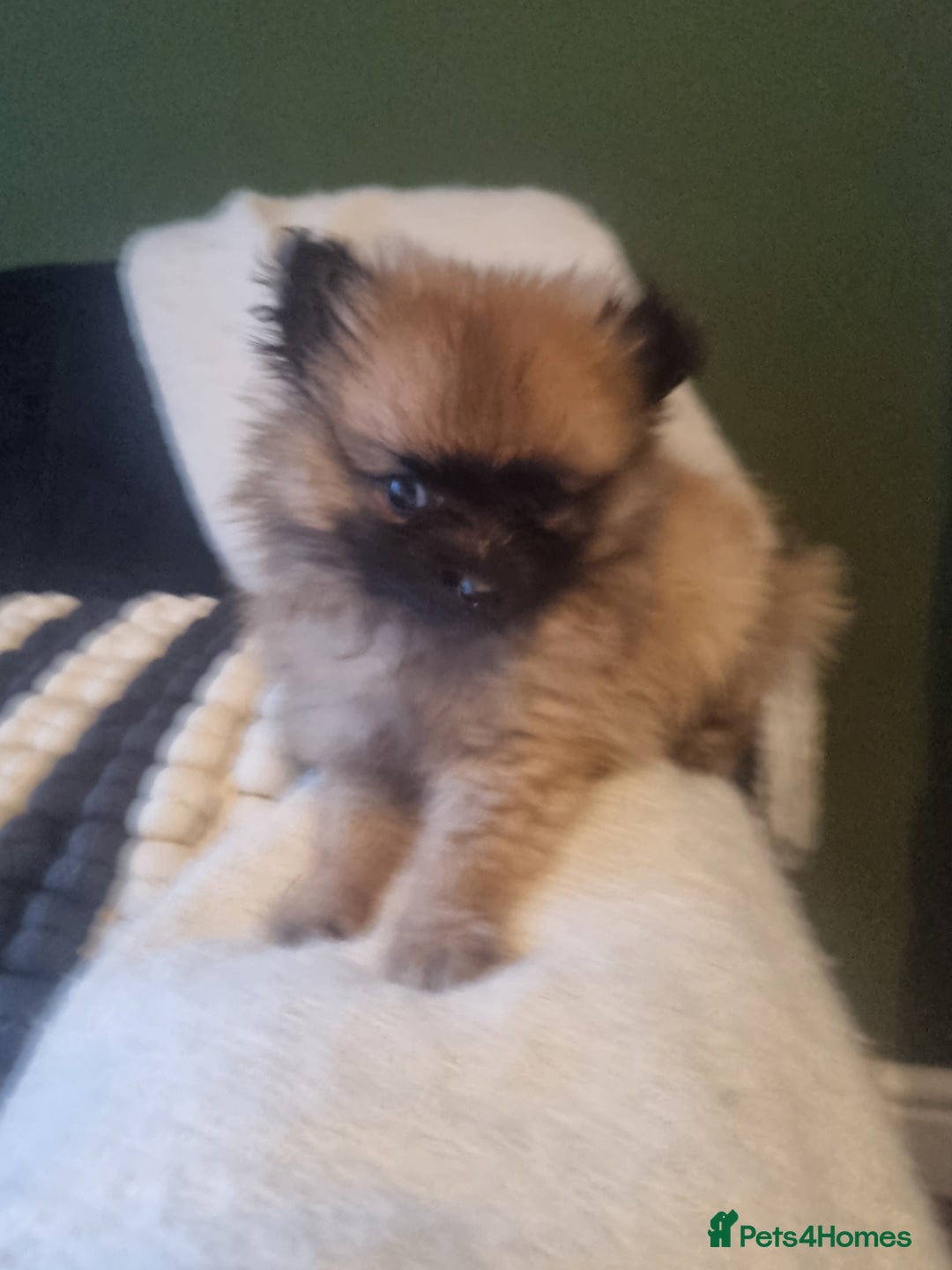 Pomeranian dogs for sale: Xxs Pomeraniums  - Image 32