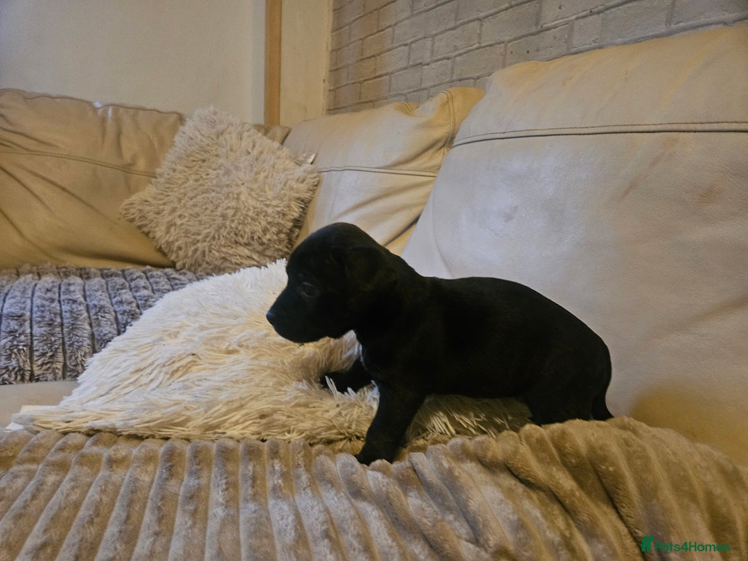 Mixed Breed dogs for sale: Staffy cross jacksui - Advert 37