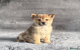 Siberian Husky dogs for sale: Stunning exotic colour chowsky puppies for sale  - Image 21