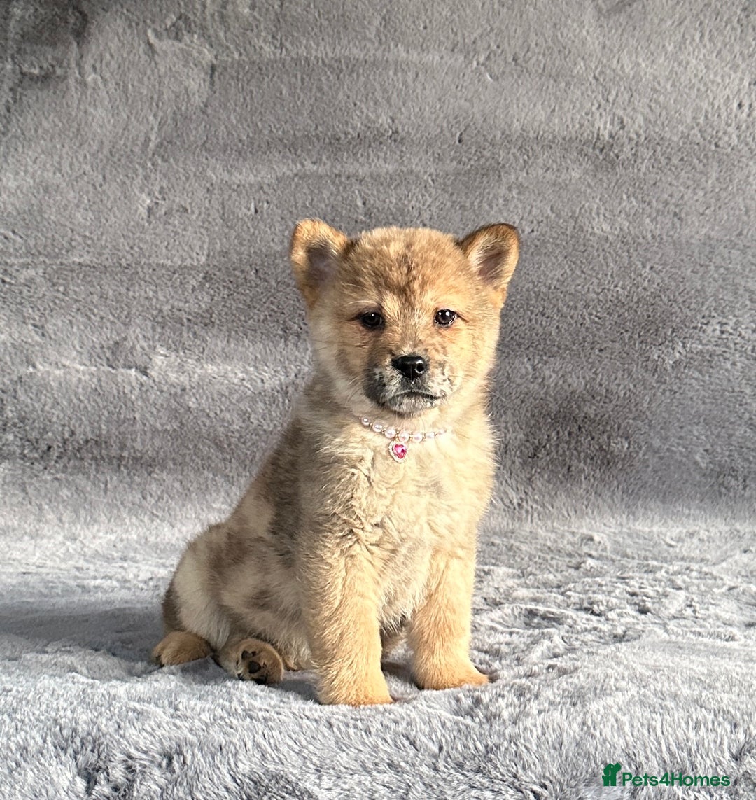 Siberian Husky dogs for sale: Stunning exotic colour chowsky puppies for sale  - Image 21