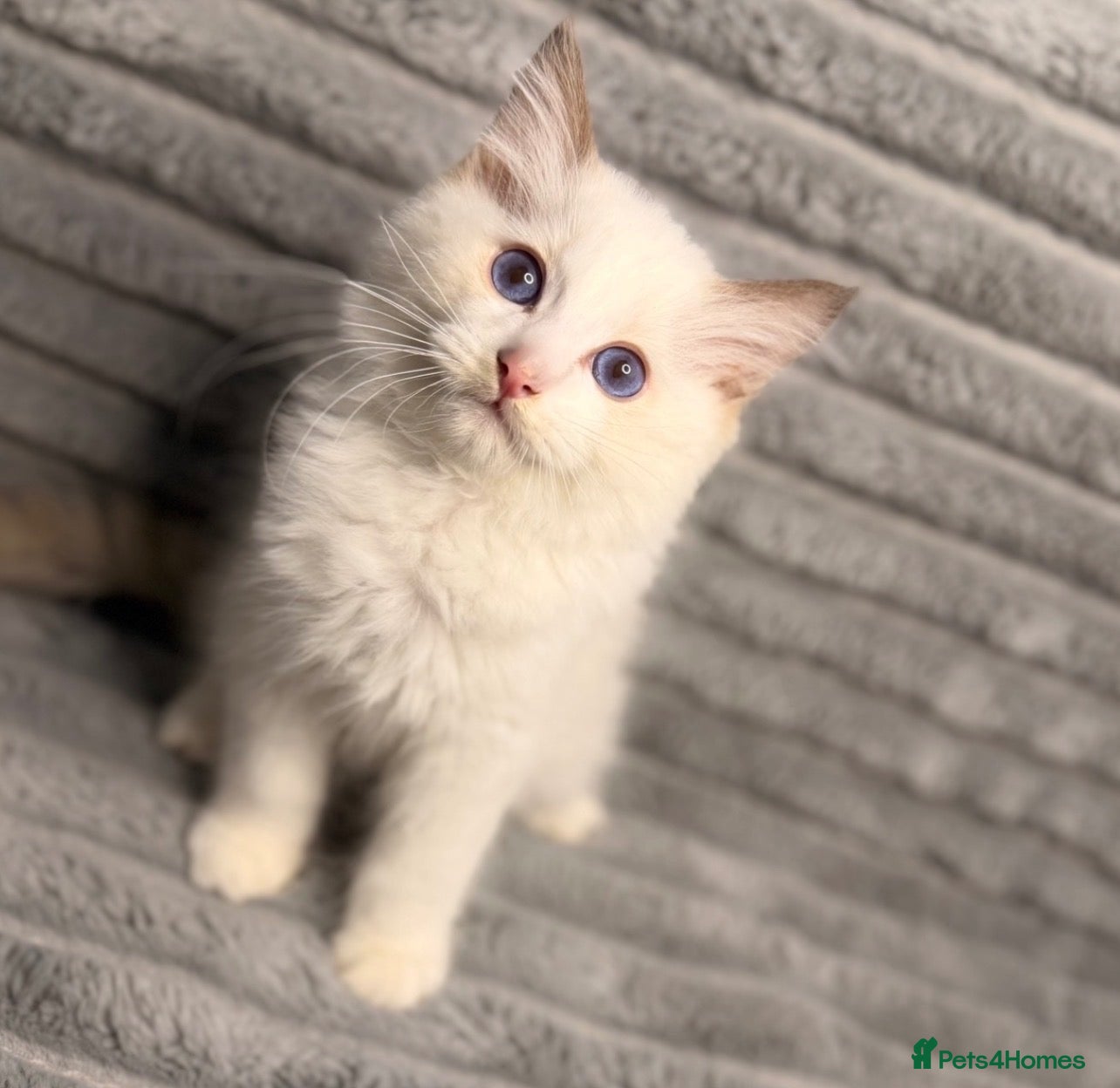 Ragdoll cats 💫 PEDIGREE BICOLOUR MITTED RAGDOLL  🩵 - Advert 1