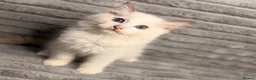 Ragdoll cats for sale: 💎 ROME: PEDIGREE BICOLOUR MITTED RAGDOLL  🩵 - Advert 1